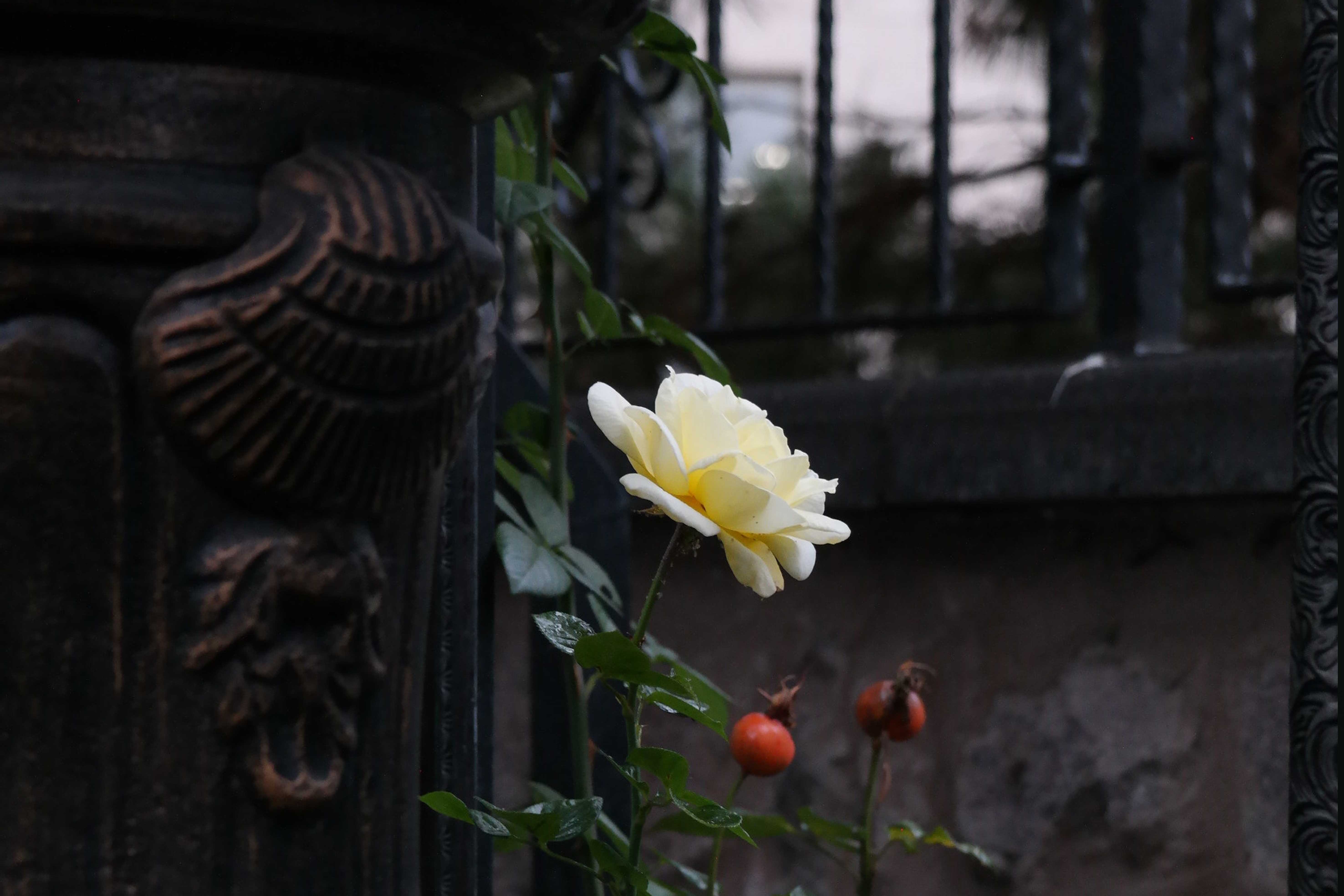 bloem bij hek